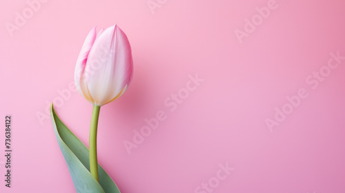 Light pink tulip bouquet on a plain background shot with soft light and a shallow depth of field. © Nataliya
