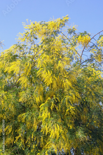 Branches of Acacia dealbata tree with yellow flowers against blue sky
