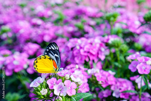 Beautiful wings of butterfly on colorful Dianthus flowers (butterfly flowers) wirth blurred background flower fields. photo