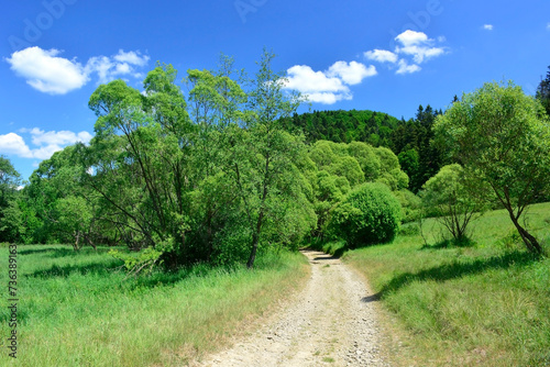 Beautiful summer landscape in the mountains with green meadows and forested hills  Nieznajowa  Low Beskids  Beskid Niski   Poland