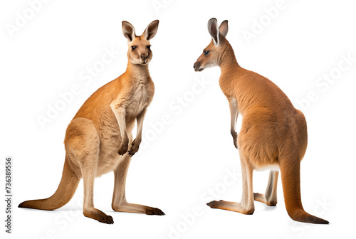 Front and back view of a kangaroo on isolated background