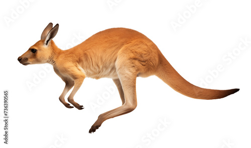 Jumping kangaroo hopping in the air