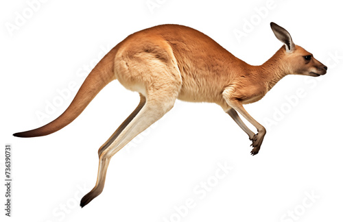 Kangaroo hopping, side view on isolated background photo