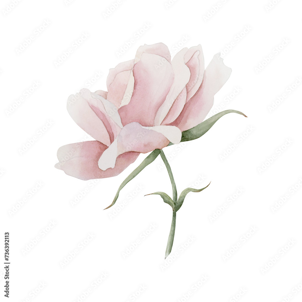 Pink rose hip flower on stem. Floral watercolor illustration hand painted isolated on white background.