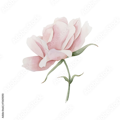 Pink rose hip flower on stem. Floral watercolor illustration hand painted isolated on white background.