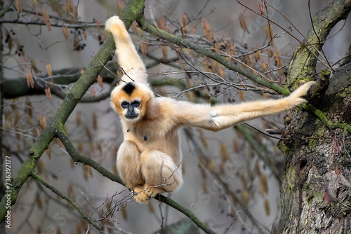 The northern white-cheeked gibbon (Nomascus leucogenys) is a species of gibbon native to South East Asia. Male gibbon, Female gibbon