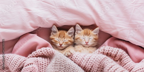 Cute Sleeping Kittens Snuggled Up On Cozy Pink Bed With Blankets. Сoncept Adorable Kittens, Cozy Pink Bed, Snuggled Up, Blanket, Sleeping photo