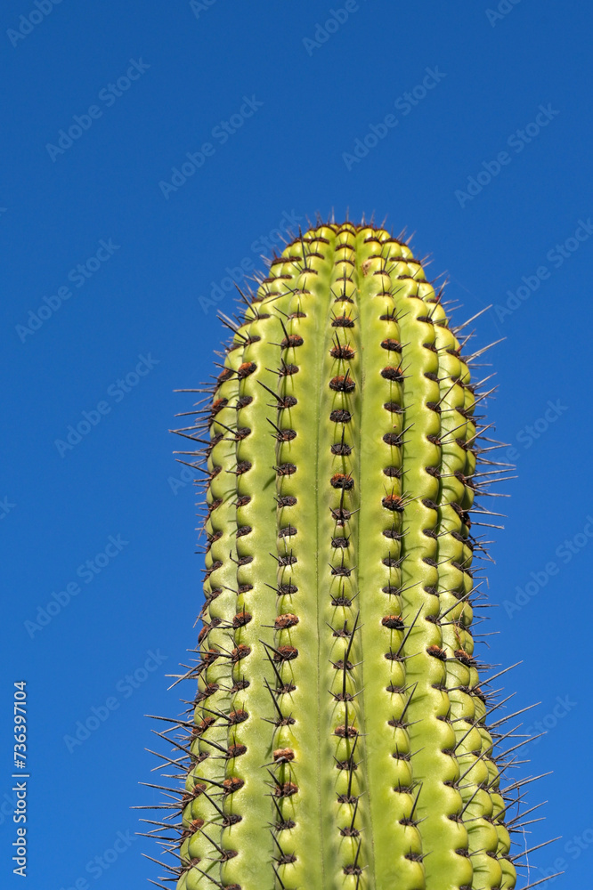 Tall cactus plant with large spikes isolated against a deep blue sky Tall cactus plant with large spikes isolated against a deep blue sky