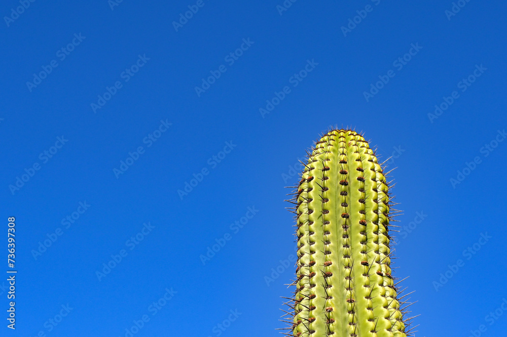 Naklejka premium Tall cactus plant with large spikes isolated against a deep blue sky