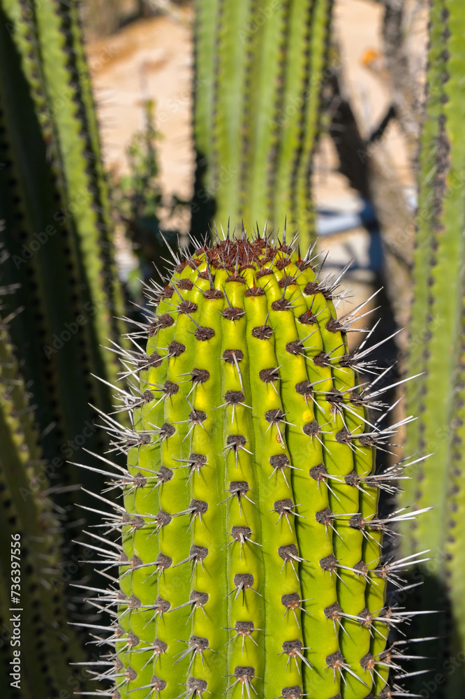 Naklejka premium Close up view of the spkes on a large cactus plant