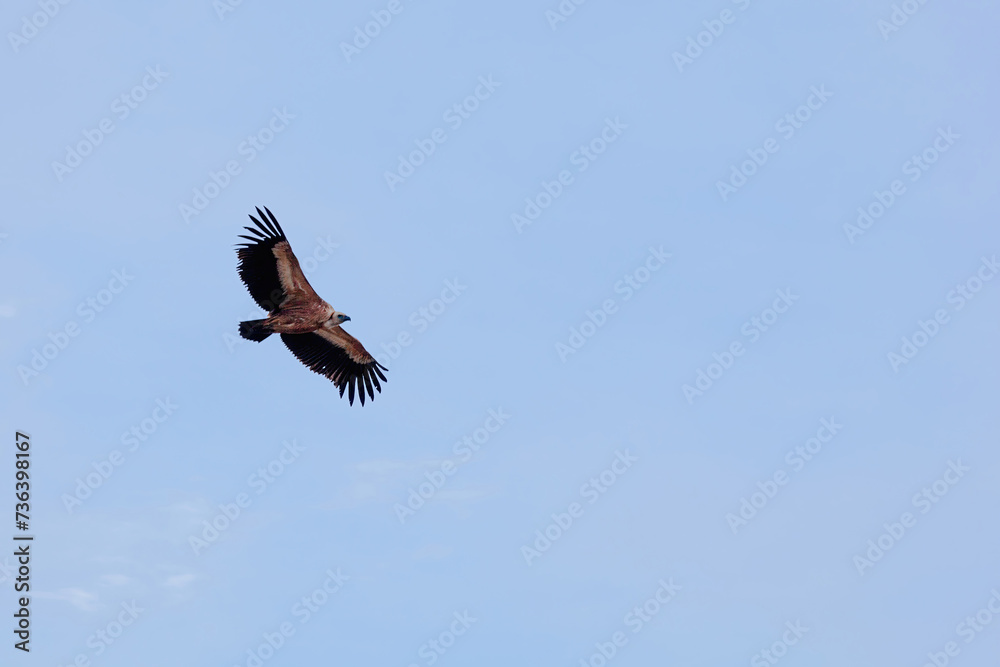 Wildlife birds, vulture in the sky