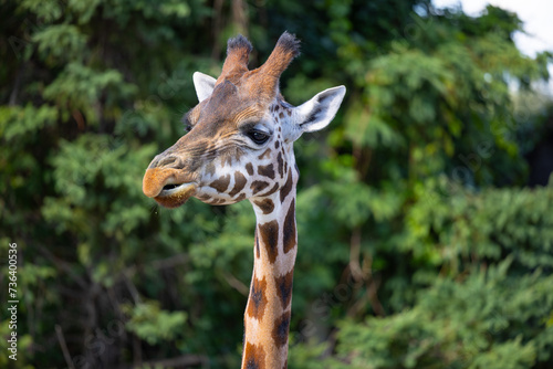 Girafe en alimentation, face, solo, isolée,  horizontal © Anne-Marie G