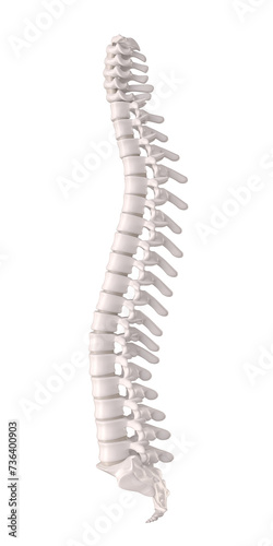 Принти на полотні Human spine with discs and vertebrae, orthopaedic anatomical detail