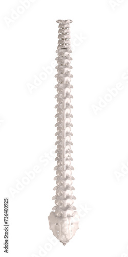 rear view of a spinal column, human skeleton with anatomical details. isolated on white.