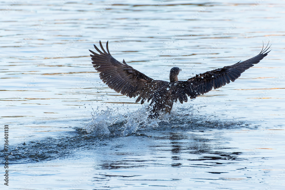 Fototapeta premium heron ardea cinerea