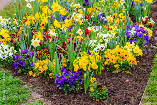 Colorful beautiful spring flowers on flowerbed in the garden