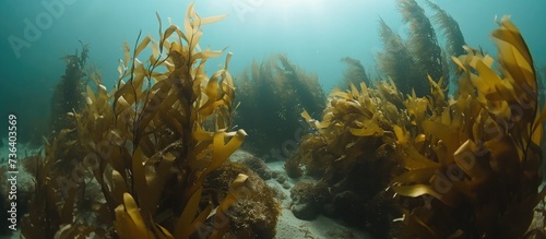 Covered with fine mud, there is a brown kelp called Ecklonia radiata amidst other underwater vegetation.