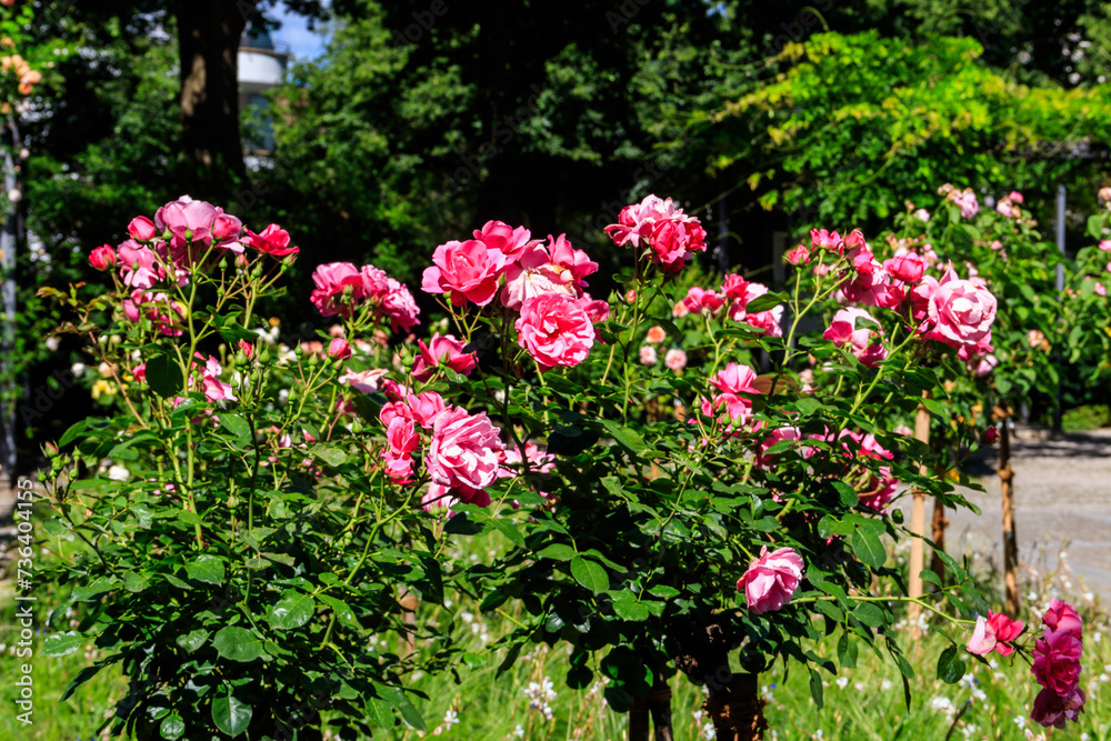 Beautiful pink roses on flower bed in a garden