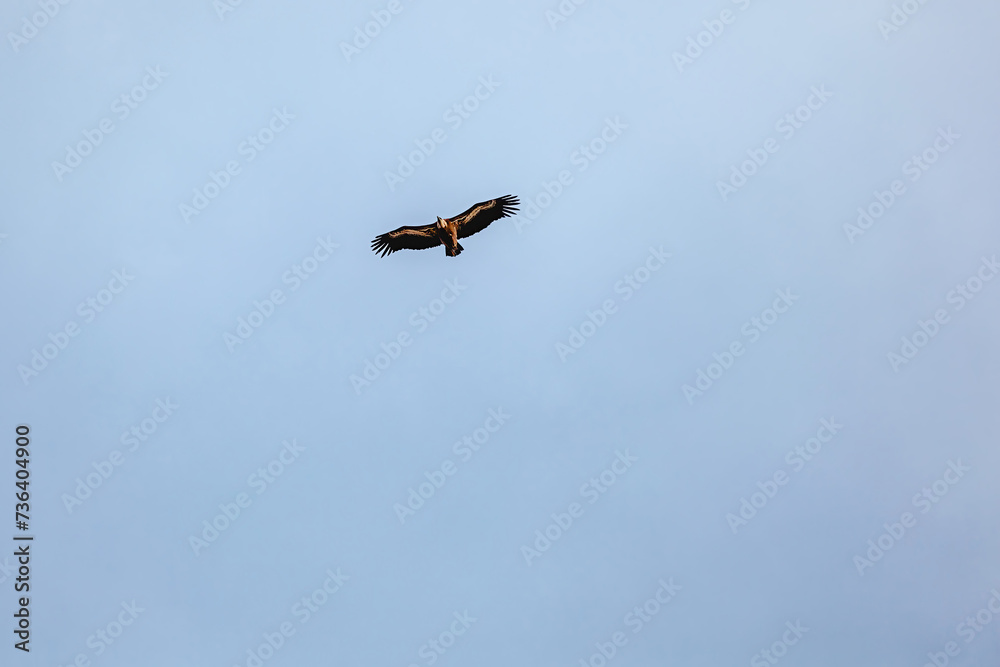 Wildlife birds, vulture in the sky Wildlife birds, vulture in the sky