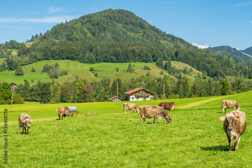 Fototapeta premium Lucky cows on a pasture in the bavarian alps