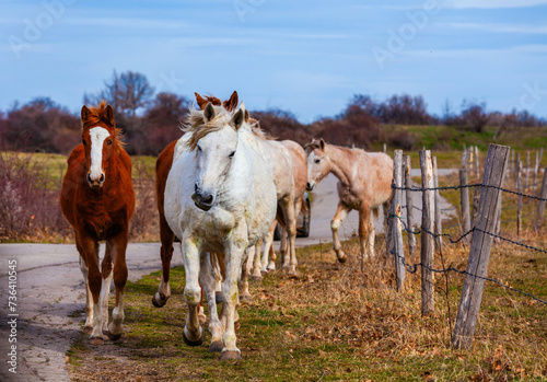 Horses walking on countryside road  farm animals