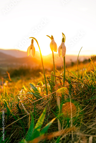 The snowdrop flowers in the orange spring sunset. White flora in the beautiful sunset. Macro closeup shot of the three snowdrops in the sunset. 