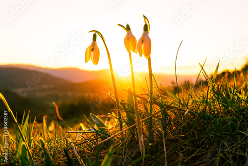 The snowdrop flowers in the orange spring sunset