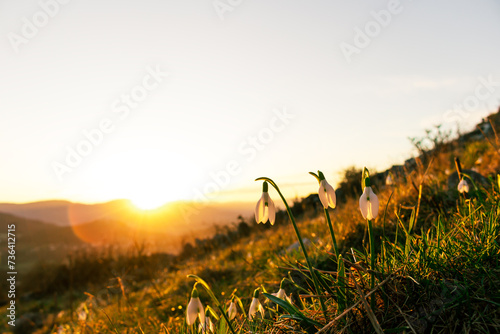 The snowdrop flowers in the orange spring sunset