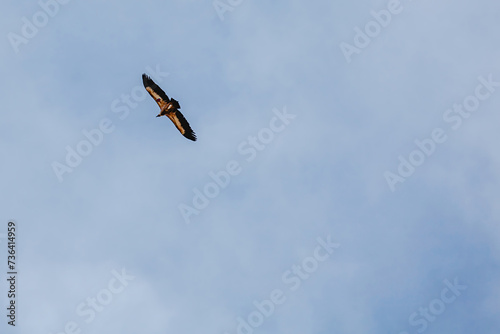 Wildlife birds, vulture in the sky