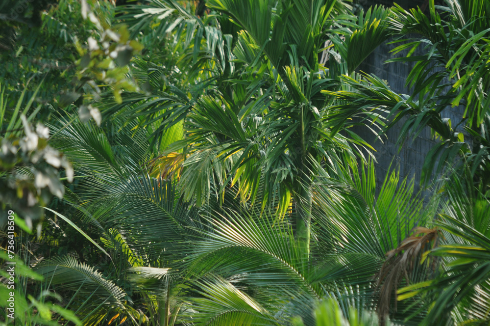Leaves of a coconut tree. Fresh green. Nature concept. Leaves of a coconut tree. Fresh green. Nature concept.