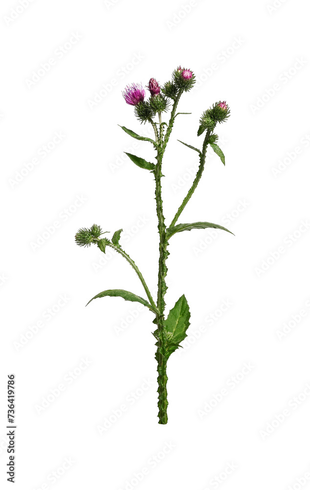 Purple thistle flower isolated on white background. A prickly wild plant. Purple thistle flower isolated on white background. A prickly wild plant.