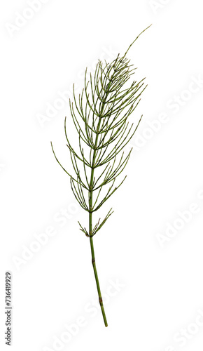 Horsetail (Equisetum arvense) isolated on a white background.