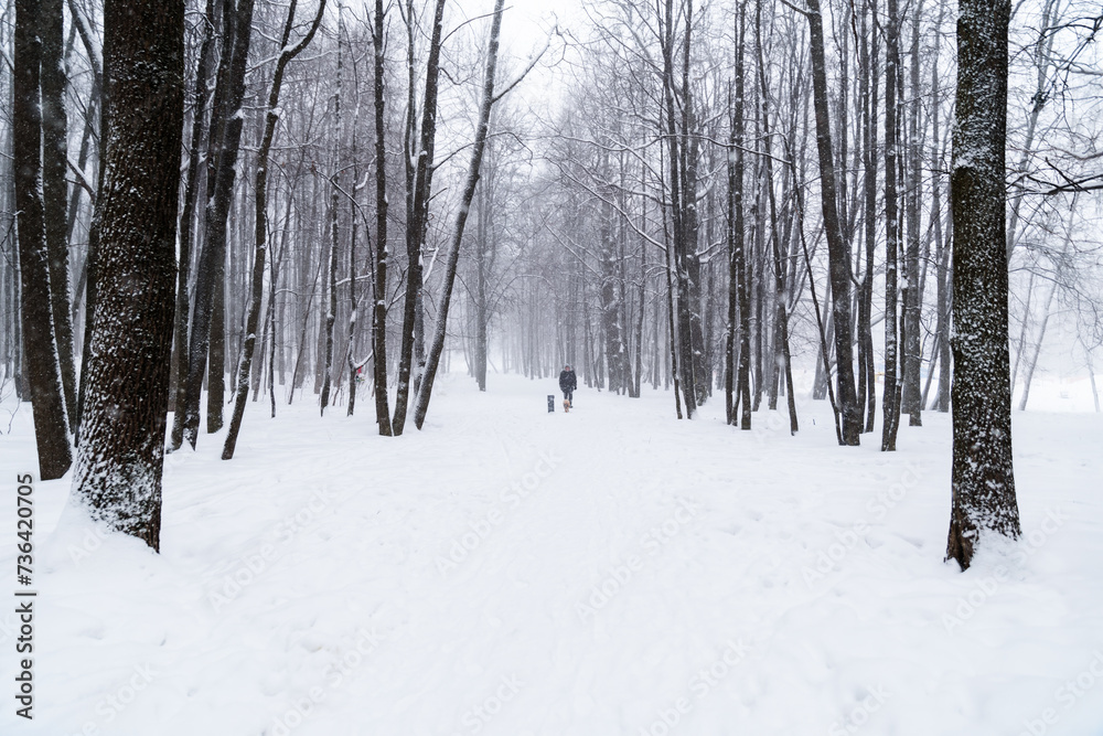 Snowstorm. Winter landscape with snow-covered trees in a city park on a cloudy day