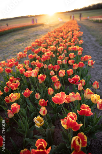 Tulip garden © Rajeev