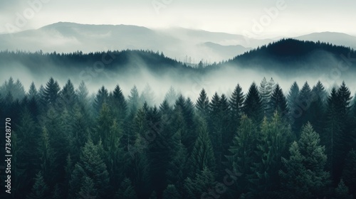 Misty pine forest background. Natural background. Camping. vacation 