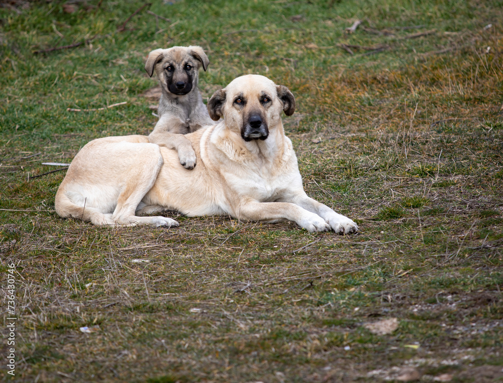 puppy with mother dog, mother love concept puppy with mother dog, mother love concept