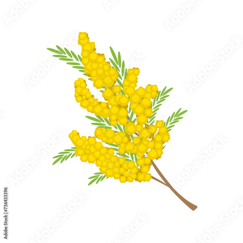 Bouquet of yellow mimosa. Beautiful fluffy flowers. Garden plant. Nature theme. Detailed flat vector design