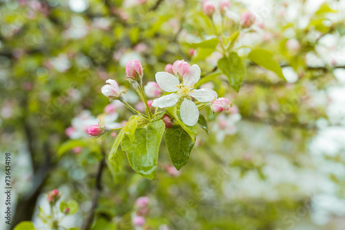 Beautiful flowers on a branch of an apple tree against the green leaves background. Spring garden concept. Apple blossom branch with rain drops closeup.