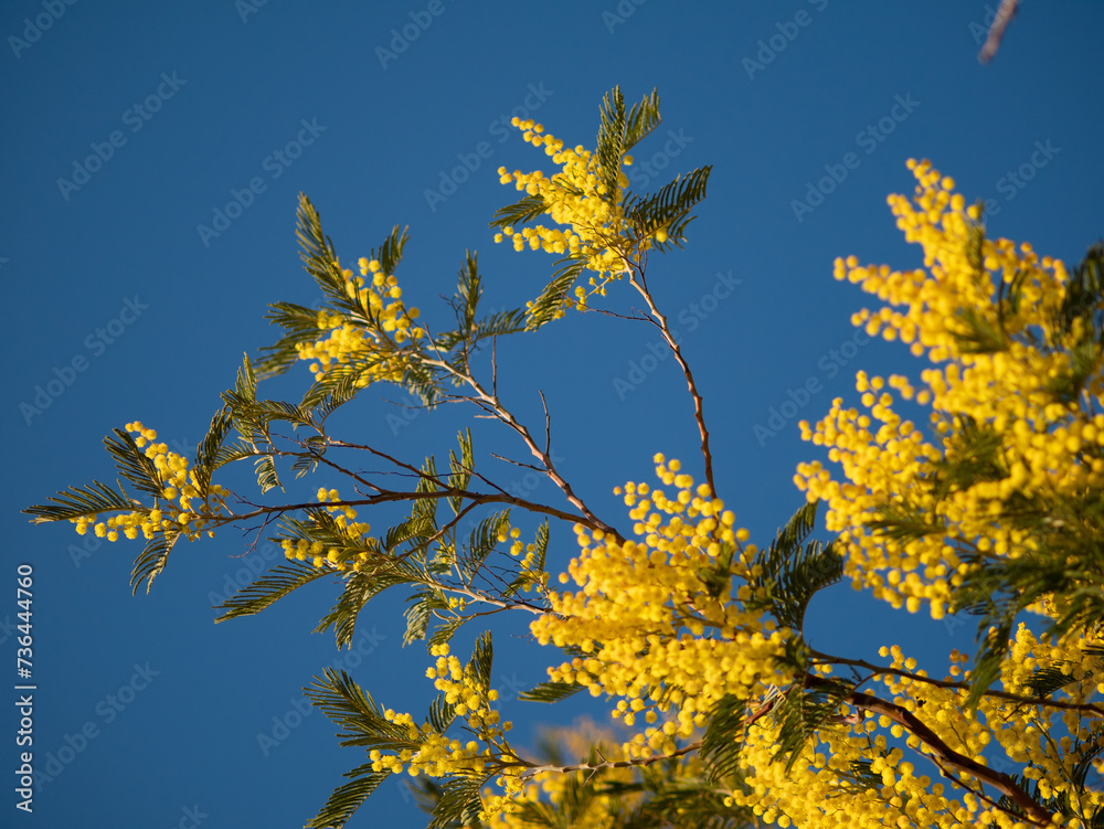 Beautiful bright yellow hairy mimosa flowers close-up. Blooming mimosa tree in early spring waves on wind. Sunny spring day. Acacia dealbata. Fluffy flowers in spring garden with sunny bokeh light Beautiful bright yellow hairy mimosa flowers close-up. Blooming mimosa tree in early spring waves on wind. Sunny spring day. Acacia dealbata. Fluffy flowers in spring garden with sunny bokeh light