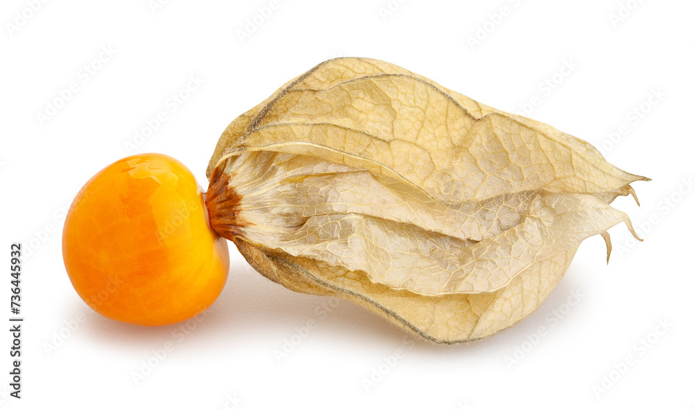 physalis winter cherry path isolated on white