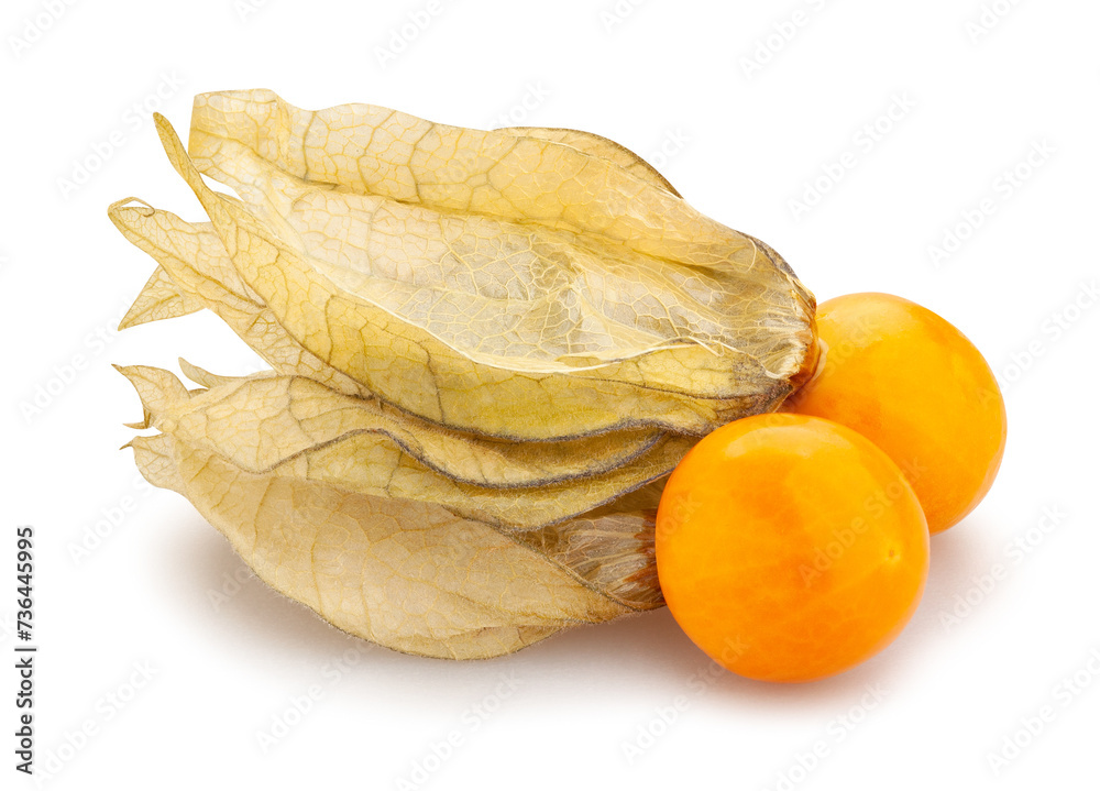 physalis winter cherry path isolated on white physalis winter cherry path isolated on white