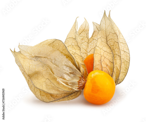 physalis winter cherry path isolated on white