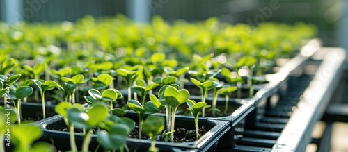 Lab-grown soybeans sprouting on trays.