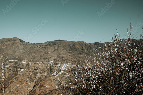 Kwitnący migdałowiec w górach, Gran Canaria