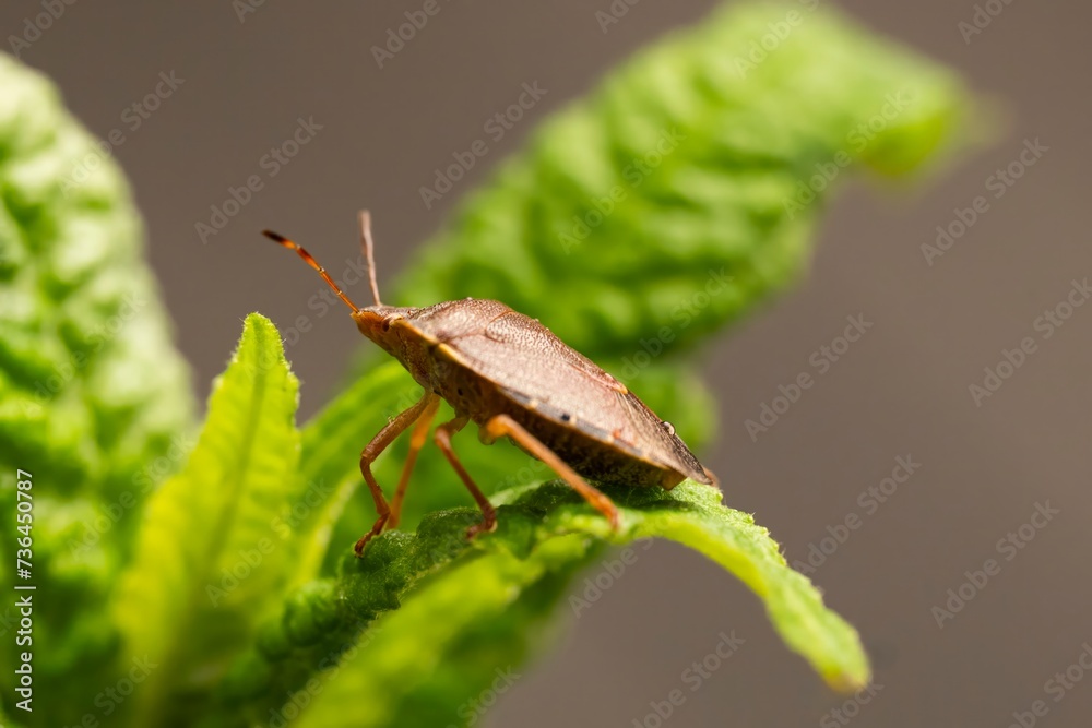 Macro photograph of Otiorhynchus sulcatus (Vine Weevil). Native to Europe but common in North America as well. It is a pest of many garden plants Macro photograph of Otiorhynchus sulcatus (Vine Weevil). Native to Europe but common in North America as well. It is a pest of many garden plants