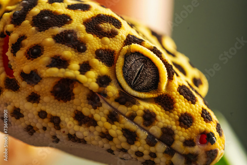 Detailed portrait of leopard gecko (eublepharis macularius). on nature background.Leopard gecko lizard, close up macro. photo