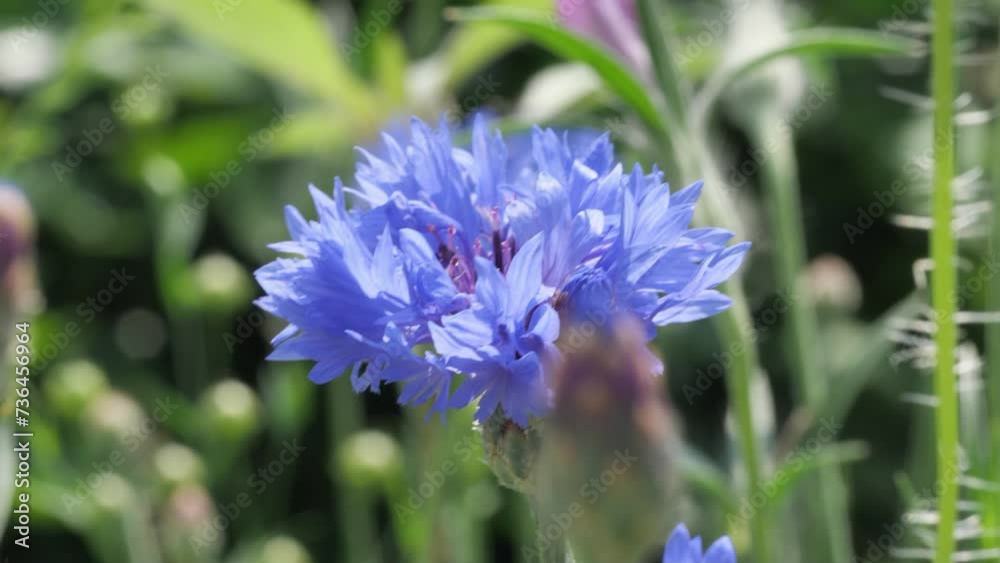 Eine Hummel fliegt von einer Kornblume zur anderen, centaurea cyanus