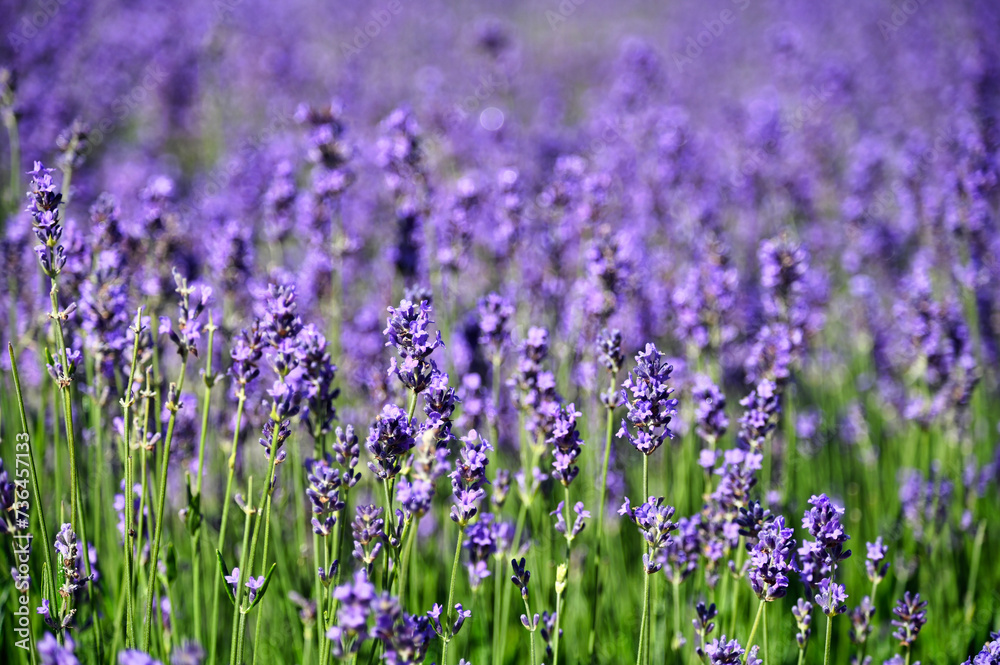 Lavender flowers meadow springtime nature background Lavender flowers meadow springtime nature background