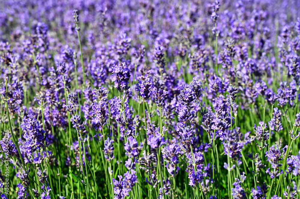 Lavender flowers meadow spring season nature background