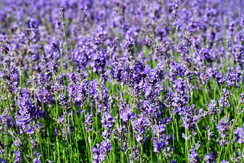 Lavender flowers meadow spring season nature background